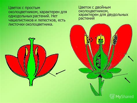 Презентация на тему: "Цветок Автор Загвоздкина С.В учитель биологии МБУ ...