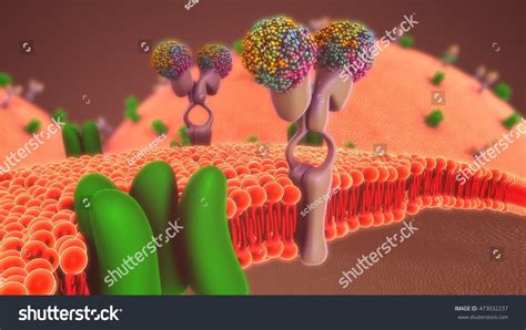3,424 Membrane proteins Images, Stock Photos & Vectors | Shutterstock