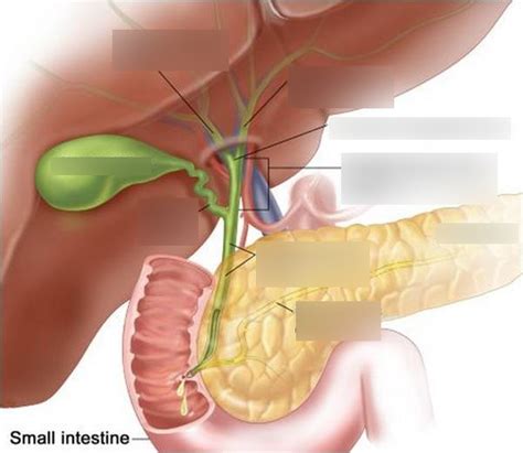 Bladder Diagram | Quizlet