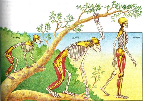 How did the human body evolve? - The Amazing Human Body