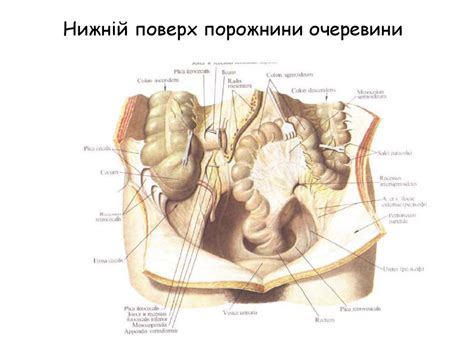 1-2-3 Лекція Будова та розвиток очеревини, плнври та перикарда ...