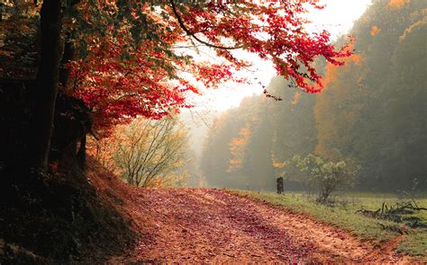 20 Creative Fall Photography Ideas • Rose Clearfield