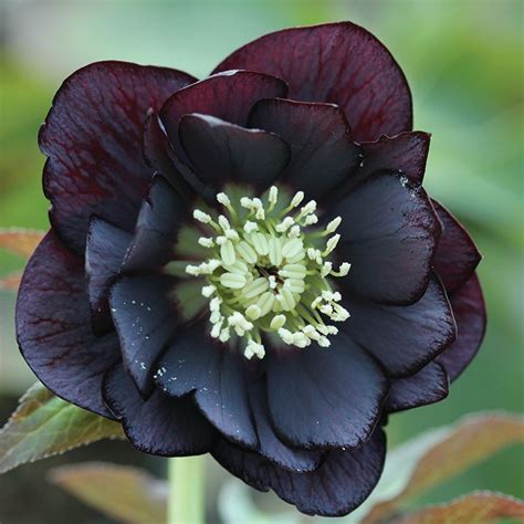 Helleborus 'Double Black'