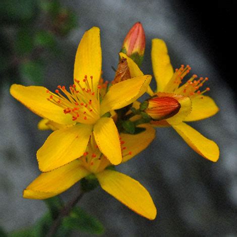 British Wild Plant: Hypericum pulchrum Slender St. John's-wort