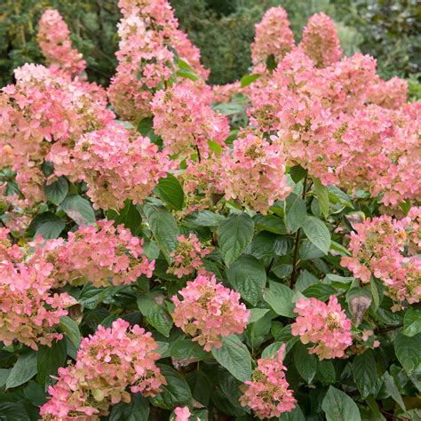 Hydrangea Bloom Time: Learn About Hydrangea Flowering Season