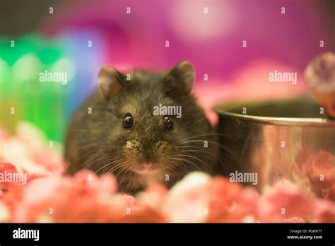Long-haired Hamster (Mesocricetus auratus) female in captivity Stock ...