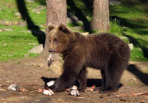 Wild Brown Bears photographed from hide in Eastern Finland