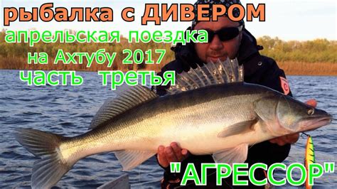 часть 3 воблер АГРЕССОР. Апрельская поездка на Ахтубу, ловля трофейного ...