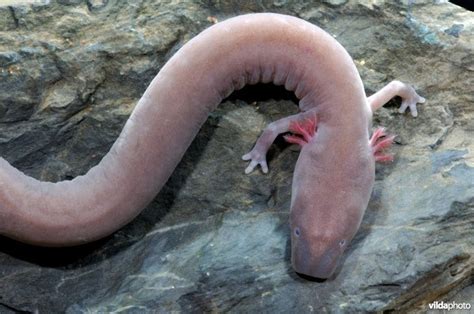 Протей европейский, или дракон Олм (лат. Proteus anguinus ...