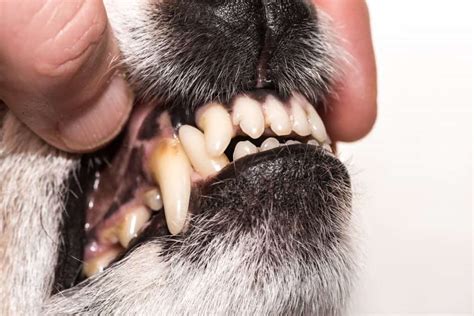 Cleaning Your Dog's Smile