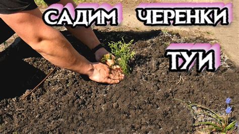 Размножение Туи Черенками - КАК ВЫРАСТИТЬ ТУЮ ИЗ ЧЕРЕНКА - Посадка ...
