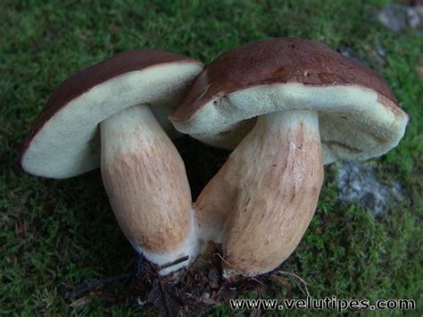 Imleria badia, ruskotatti @ Natural Fungi in Finland