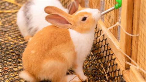 32 tips for taking care of rabbits | PetsRadar