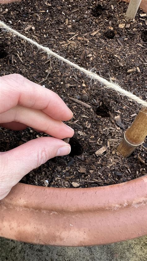 What to Plant in February — Meadowlark Journal