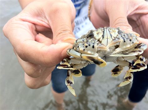 elevation  ragay camarines sur philippines topographic map