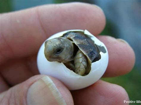 give  photo   baby turtle    love today