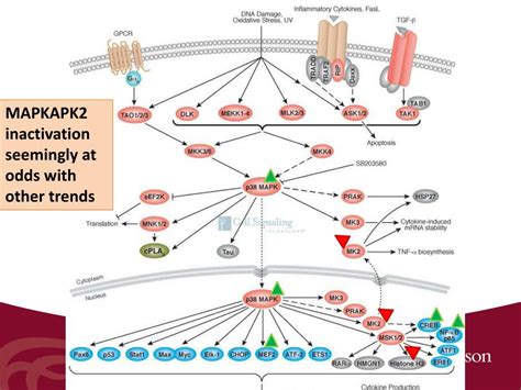 suppression  mapkapk  mammalian hibernation powerpoint