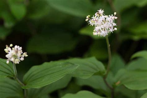 Maianthemum japonicum - BBC Gardeners World Magazine