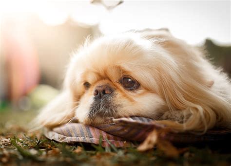 21 Calm Dog Breeds to Keep You Company
