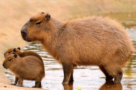 50 Capybara Facts About the Calmest Animal in the World - Facts.net