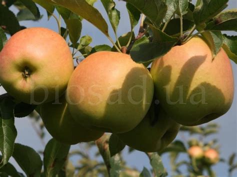 Яблоня Голден Делишес Рейнджерс (Golden Delicious Rangers) ᐉ купить с ...