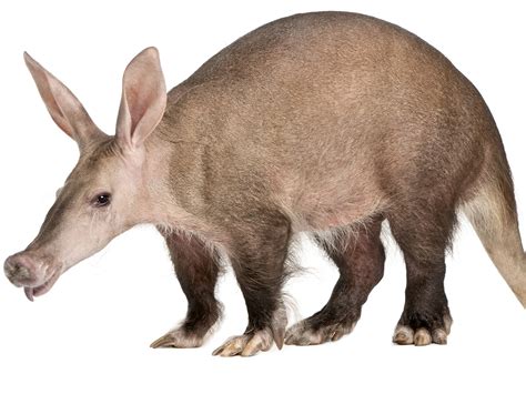 Aardvark - AustynFiona