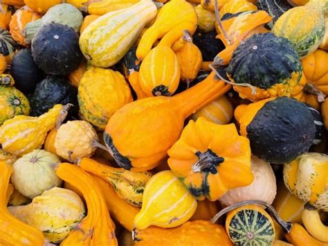 5 Tips for Hip Halloween Decoration - 303 Magazine