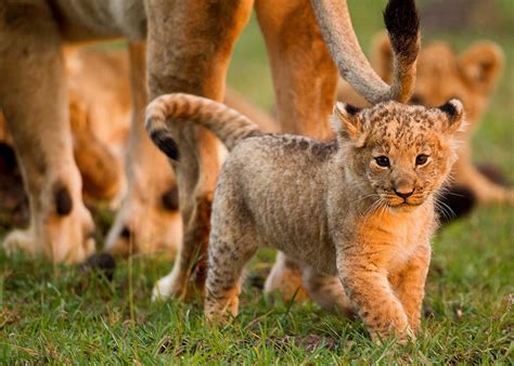 Download Adorable Lion Cub Sitting in the Wild | Wallpapers.com