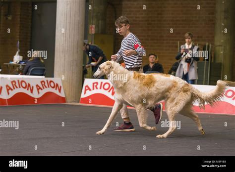 Russian dog show hi-res stock photography and images - Alamy
