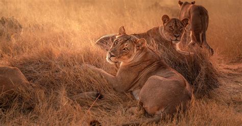 Why soaring tourism is good news for Zimbabwe’s wildlife