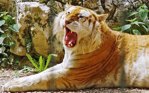 Liger | The Life of Animals