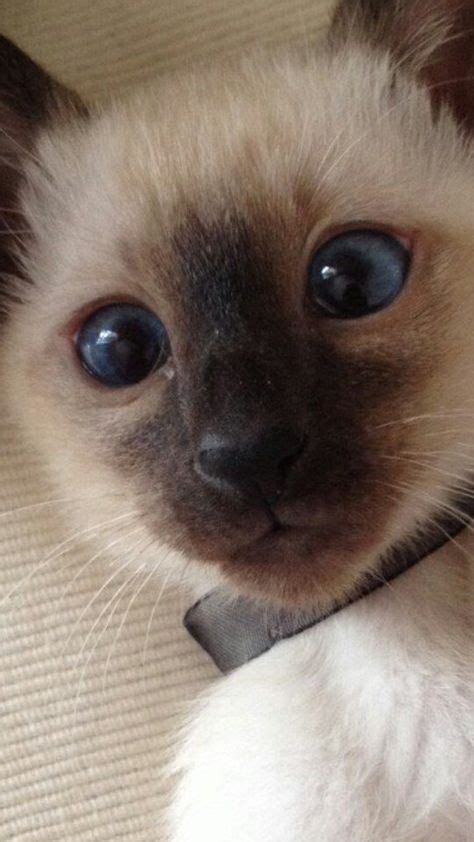 cute siamese kittens ideas siamese kittens kittens crazy cats