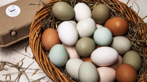 The Chicken and the Egg - Where does the colour come from?