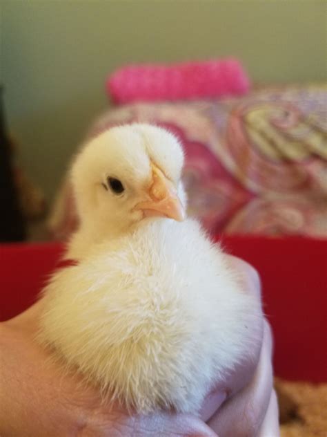 Wing/feather sexing chicks... | BackYard Chickens - Learn How to Raise