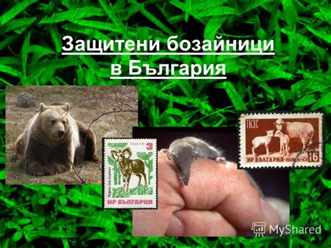 Презентация на тему: "Защитени бозайници в България Обща характеристика ...