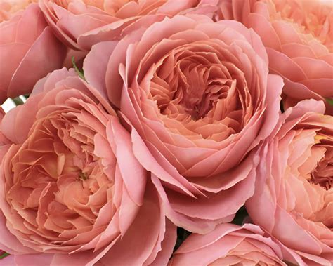 How to Create Stunning Flower Arrangements Using Bulk Garden Roses