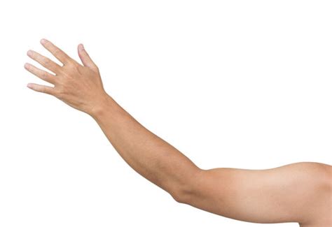 Arm Images – Browse 4,010,135 Stock Photos, Vectors, and Video | Adobe