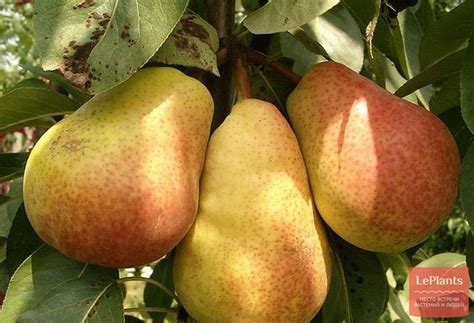 Груша 'Сен-Жермен' — описание сорта, характеристики | на LePlants.ru