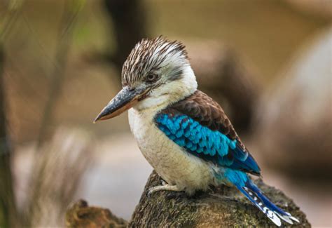 vol danimaux au zoo de lille   de prison ferme