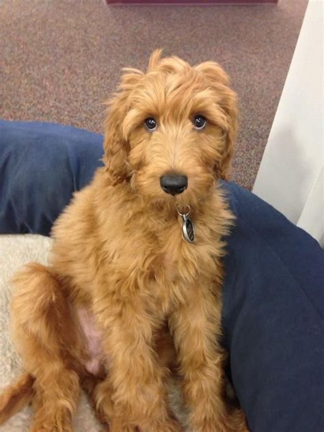Irish Doodle Facts, Temperament, Training, Diet, Puppies, Pictures