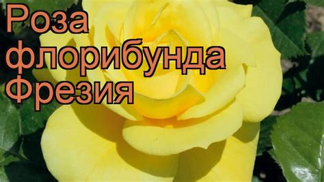 Роза флорибунда Фрезия (rose freesia friesia) 🌿 роза Фрезия обзор: как ...