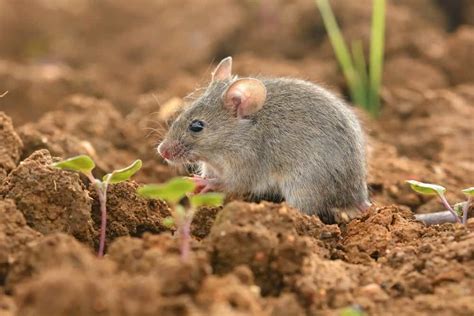 Mouse infestation and allergies - Mouse Control