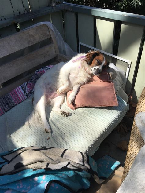 My Kooky Koiky, Mrs. G | Scrolller