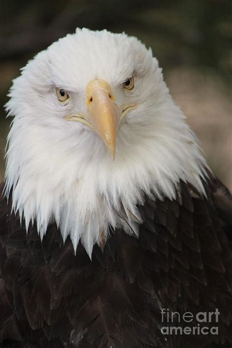 Symbol of a Nation 3 Photograph by Tonya Hance - Fine Art America