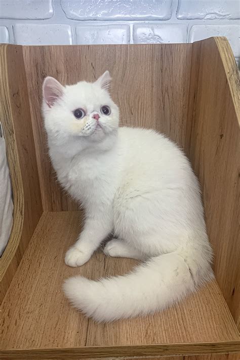 Kitty Exotic Shorthair Kitties Ready for Love