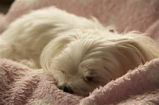 maltese sleep issues  info