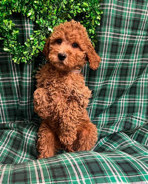 Golden Retriever Mixed With Poodle Puppy