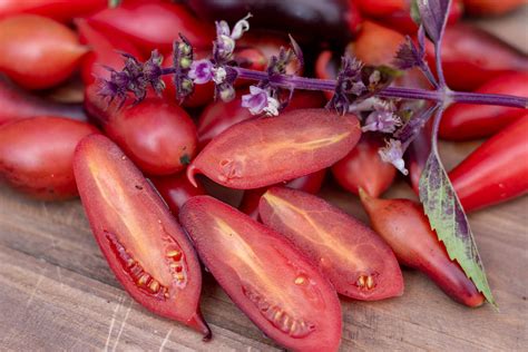 КУМКВАТ РОЗОВЫЙ ОПАЛ — BTomate