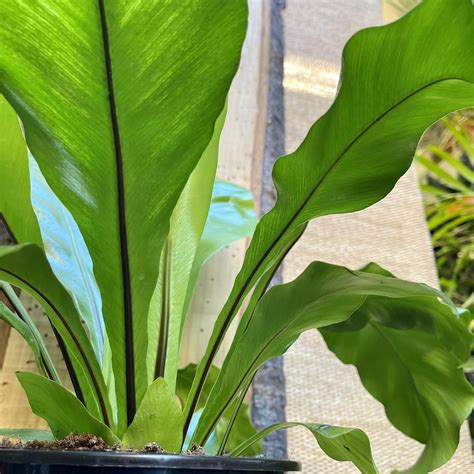 Asplenium Nidus - Birds Nest Fern
