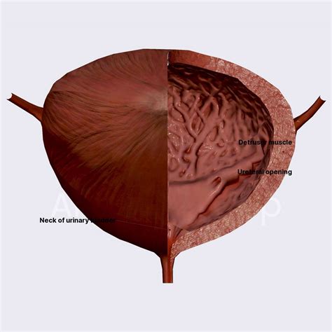 internal structure  bladder anatomyapp